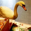 Лебедь в продуктовом магазине